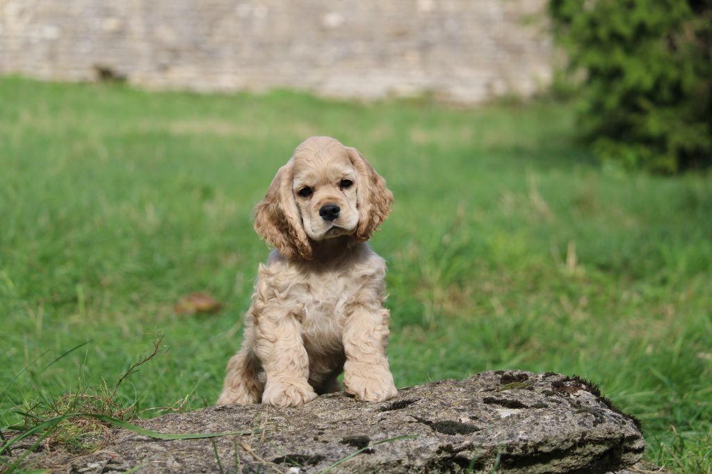 Dream Of Best In Show - Chiots disponibles - American Cocker Spaniel