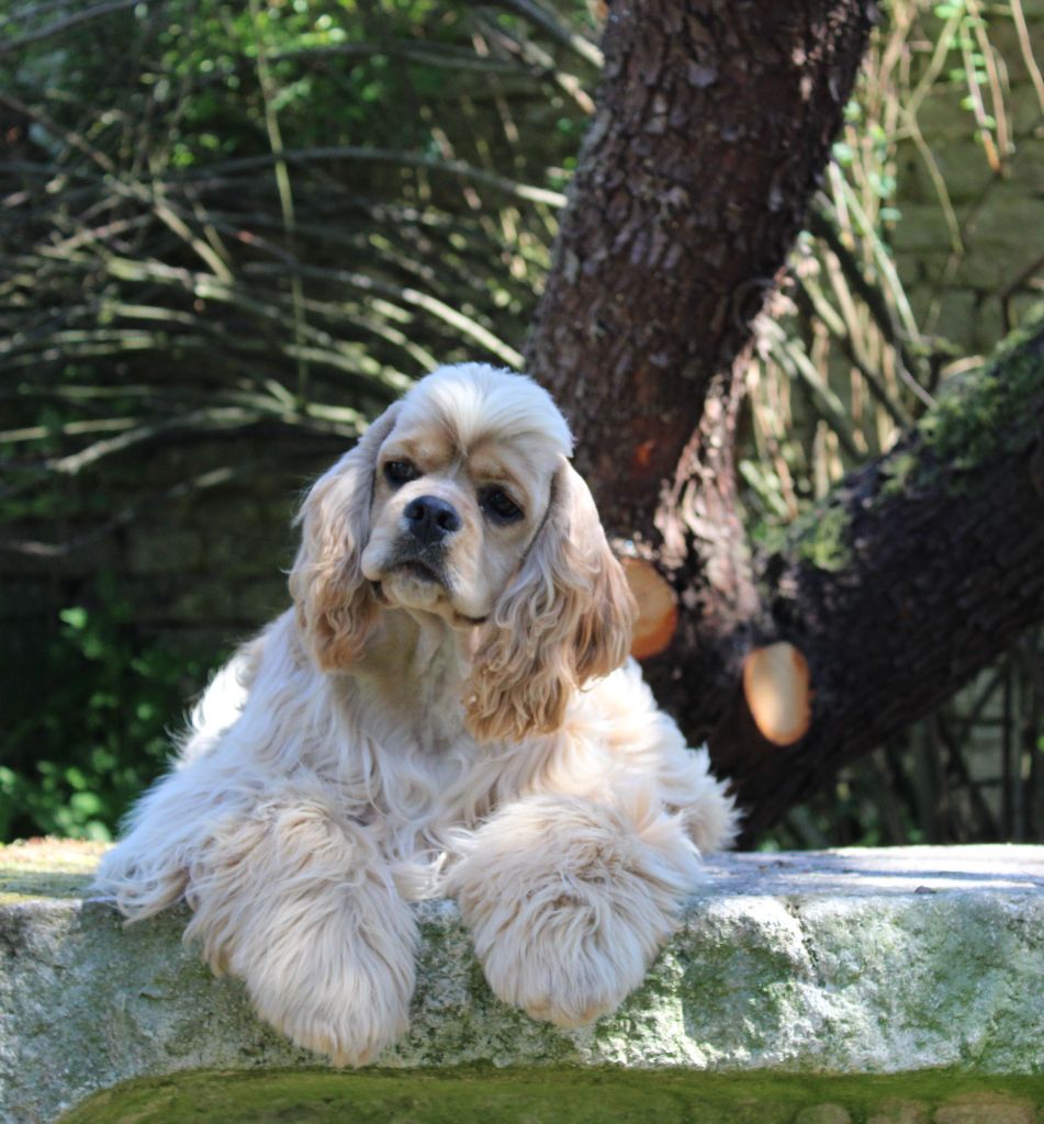 Dream Of Best In Show - Chiots disponibles - American Cocker Spaniel