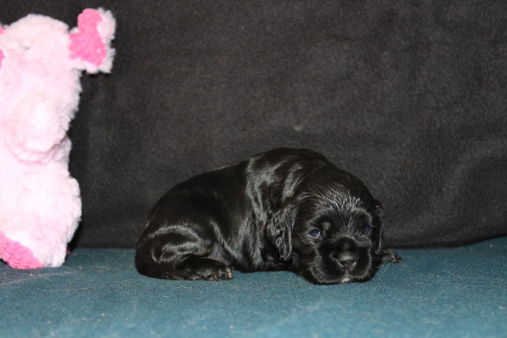 Dream Of Best In Show - Chiots disponibles - American Cocker Spaniel