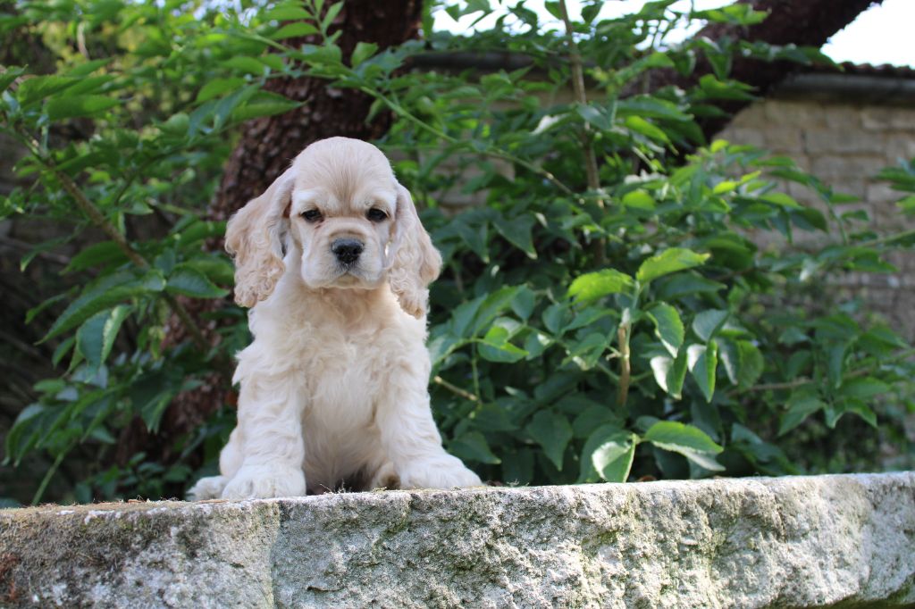Dream Of Best In Show - Chiots disponibles - American Cocker Spaniel