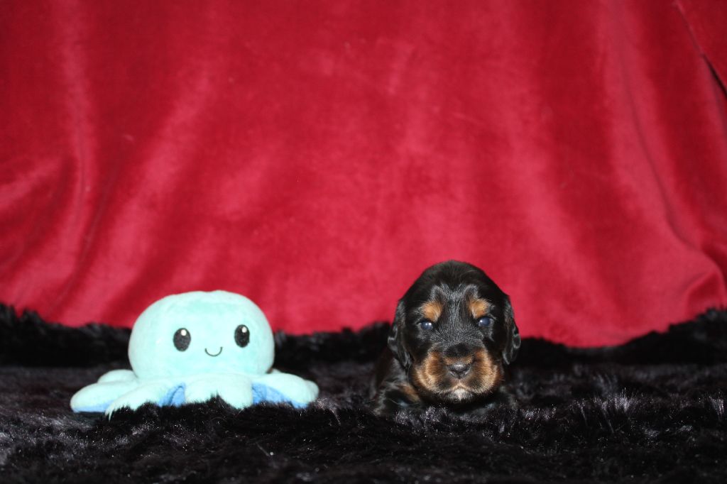 Dream Of Best In Show - Cocker Spaniel Anglais - Portée née le 04/09/2025