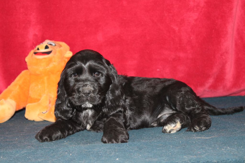 Dream Of Best In Show - Chiots disponibles - Cocker Spaniel Anglais