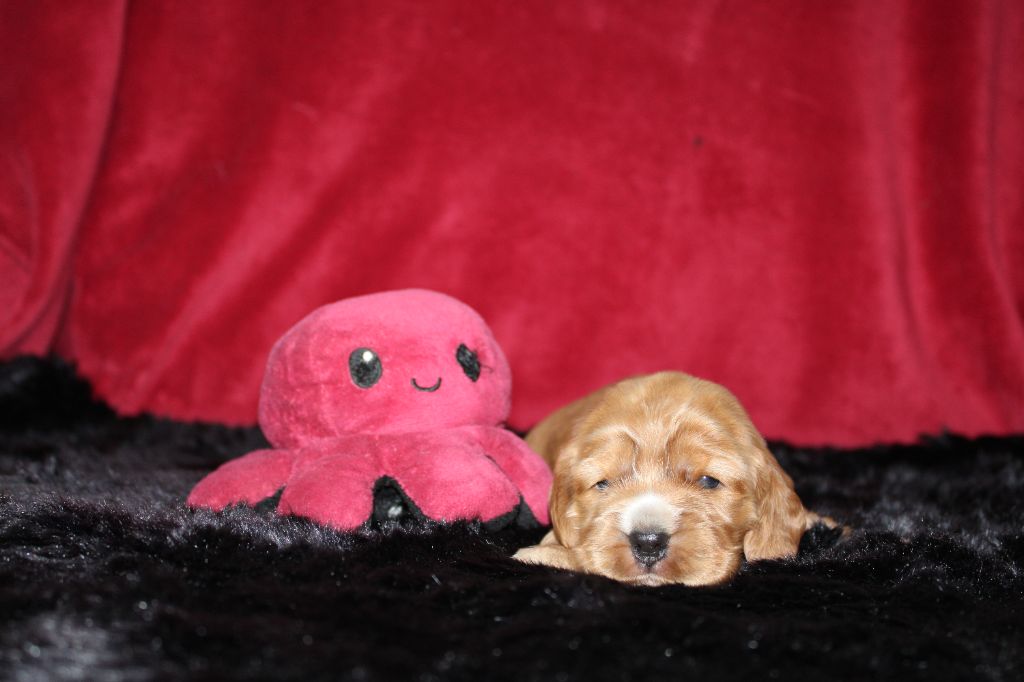 Dream Of Best In Show - Chiots disponibles - Cocker Spaniel Anglais