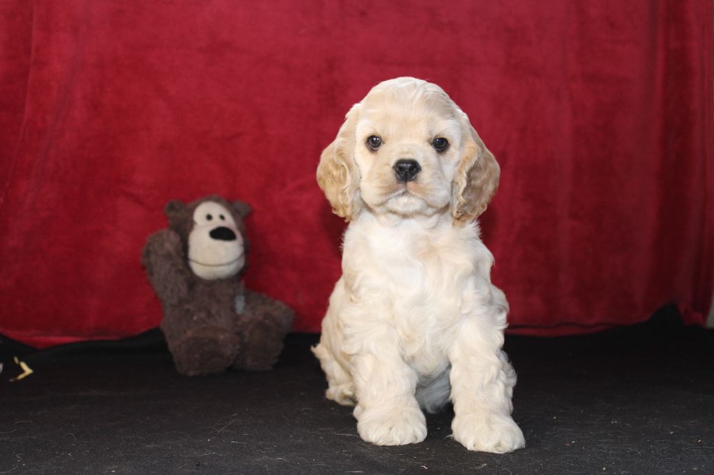 Dream Of Best In Show - Chiots disponibles - American Cocker Spaniel