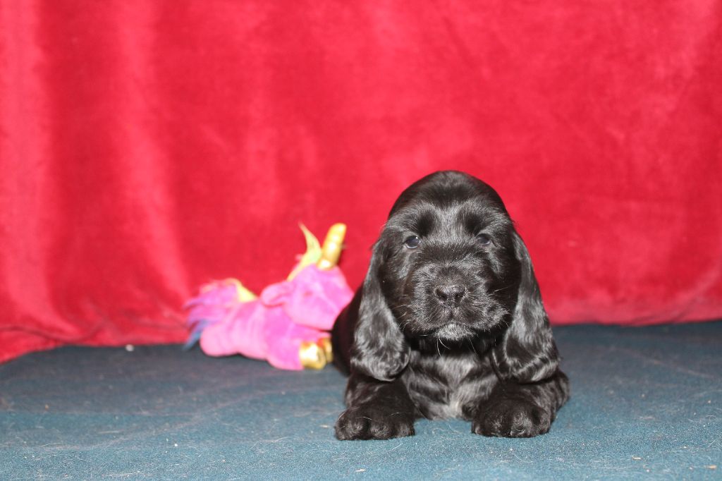Dream Of Best In Show - Chiots disponibles - Cocker Spaniel Anglais