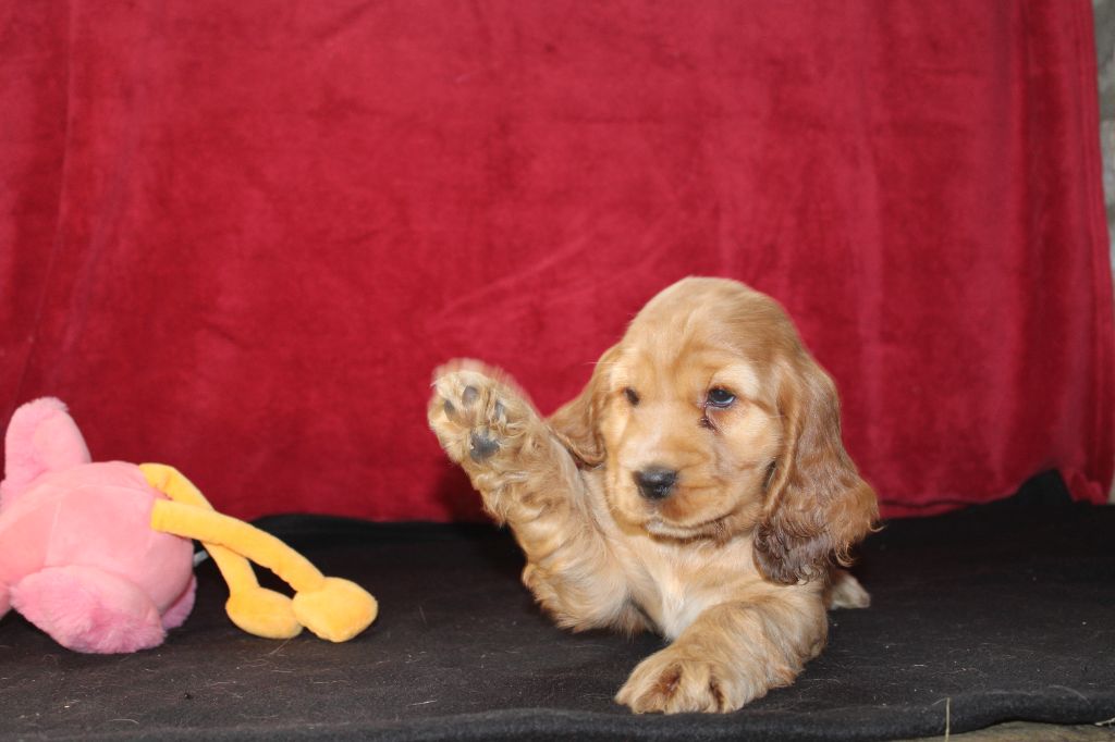 Dream Of Best In Show - Chiots disponibles - Cocker Spaniel Anglais
