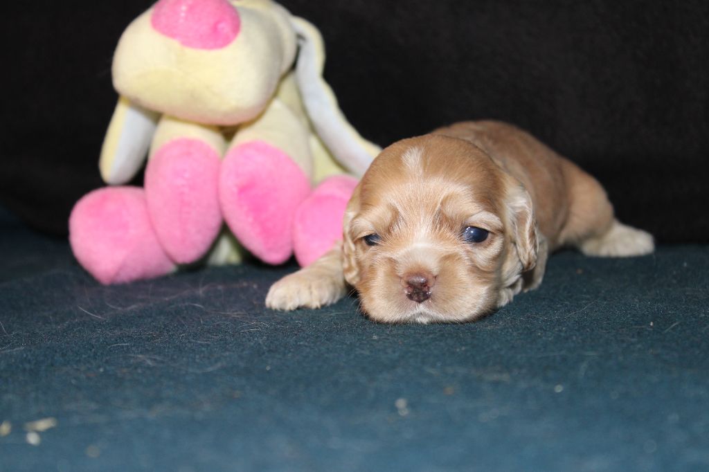 Dream Of Best In Show - Chiots disponibles - American Cocker Spaniel