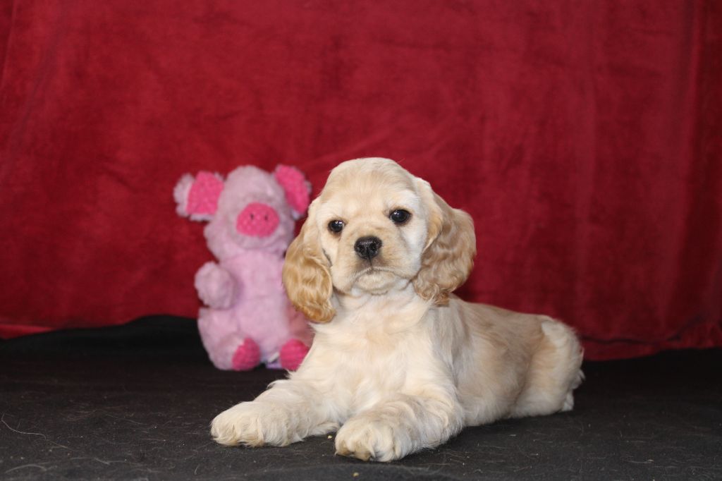 Dream Of Best In Show - Chiots disponibles - American Cocker Spaniel