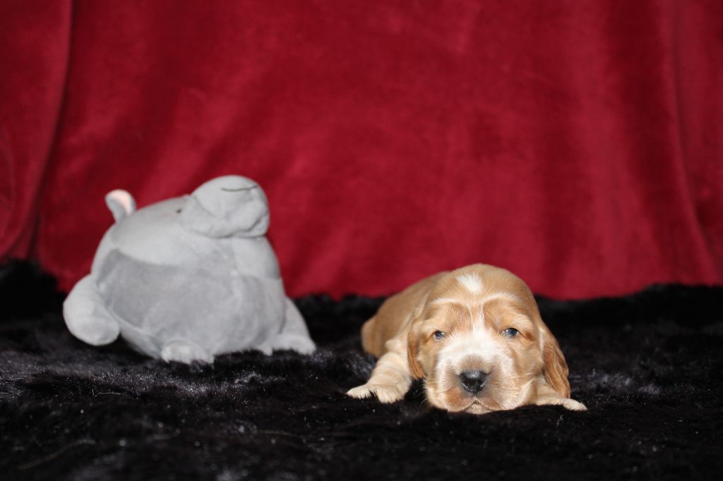 Dream Of Best In Show - Cocker Spaniel Anglais - Portée née le 07/09/2025