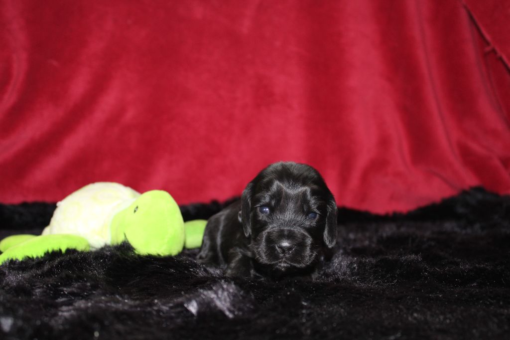 Dream Of Best In Show - Chiots disponibles - Cocker Spaniel Anglais